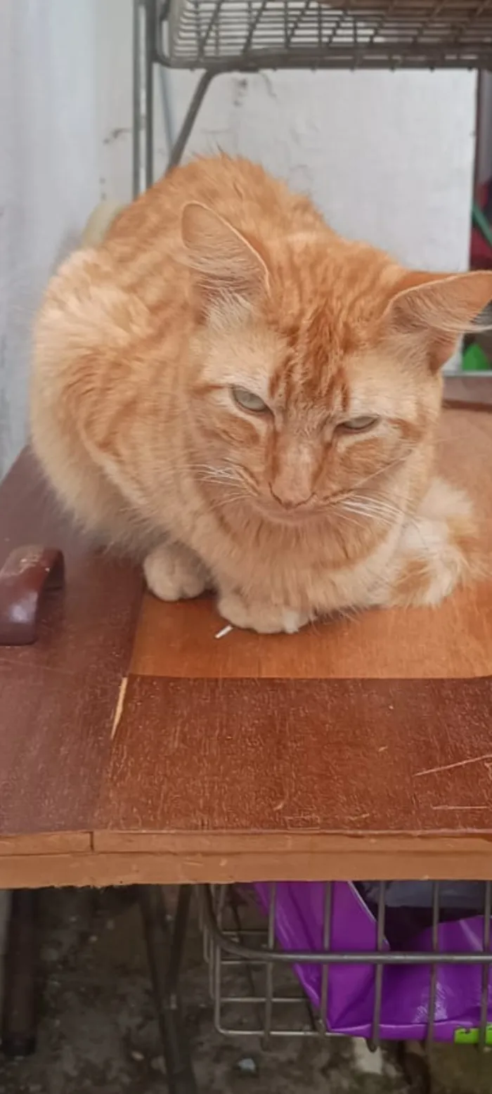 Gato raça SRD-ViraLata idade 2 anos nome Léo