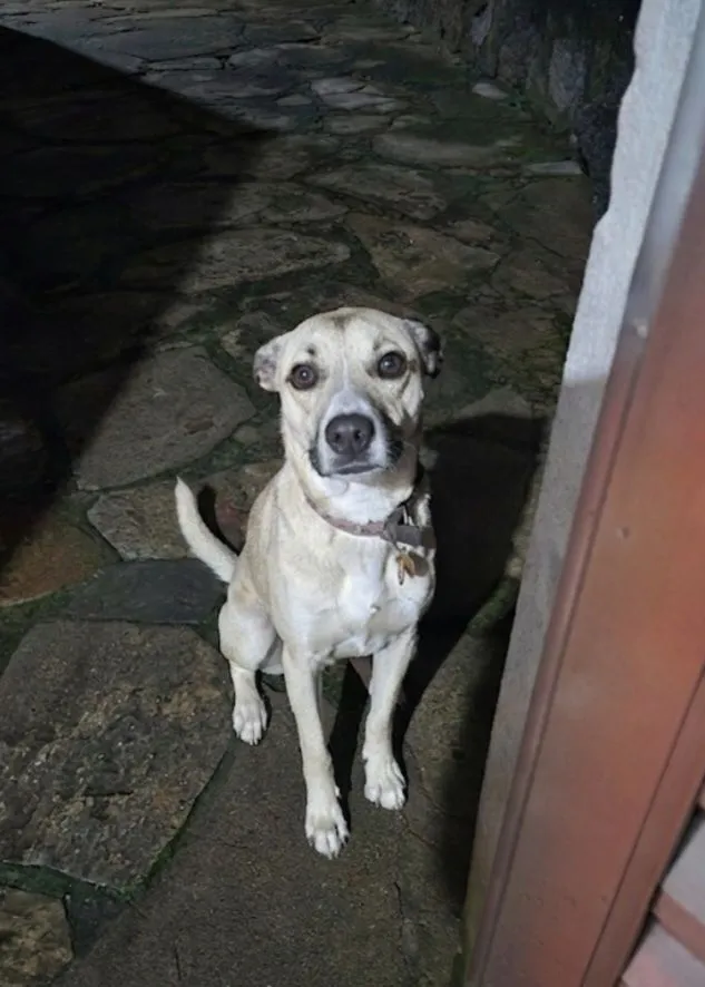 Cachorro raça SRD-ViraLata idade 1 ano nome Tyrion