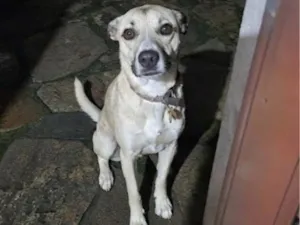 Cachorro raça SRD-ViraLata idade 1 ano nome Tyrion