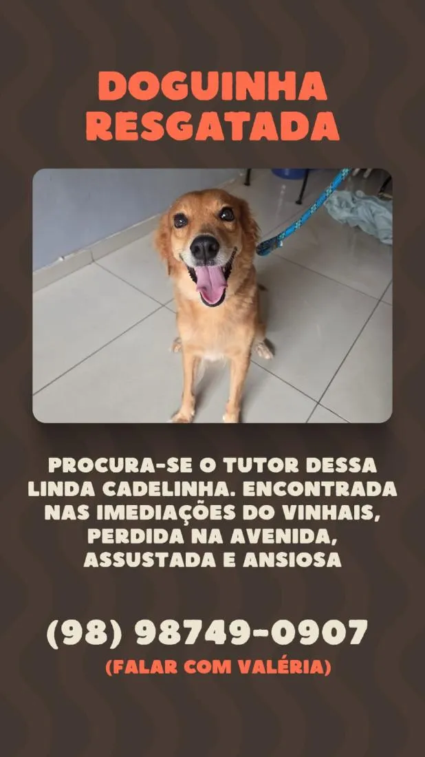 Cachorro raça SRD-ViraLata idade 2 anos nome Sol