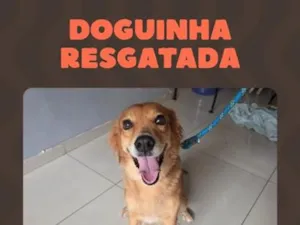 Cachorro raça SRD-ViraLata idade 2 anos nome Sol