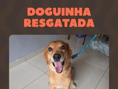Cachorro raça SRD-ViraLata idade 2 anos nome Sol