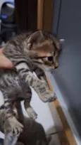Gatos filhotes