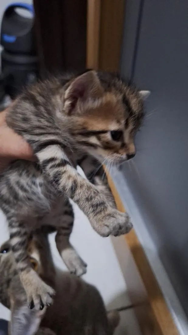 Gato raça SRD-ViraLata idade Abaixo de 2 meses nome Gatos filhotes