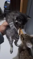Gatos filhotes