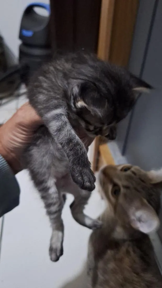Gato raça SRD-ViraLata idade Abaixo de 2 meses nome Gatos filhotes