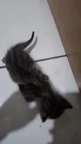 Gatos filhotes