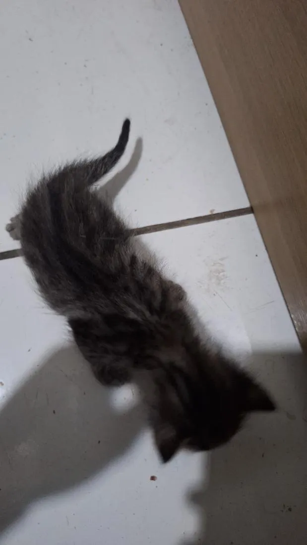 Gato raça SRD-ViraLata idade Abaixo de 2 meses nome Gatos filhotes