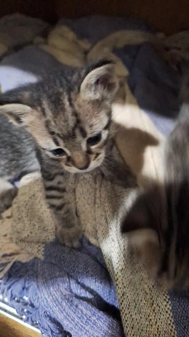 Gato raça SRD-ViraLata idade Abaixo de 2 meses nome Gatos filhotes