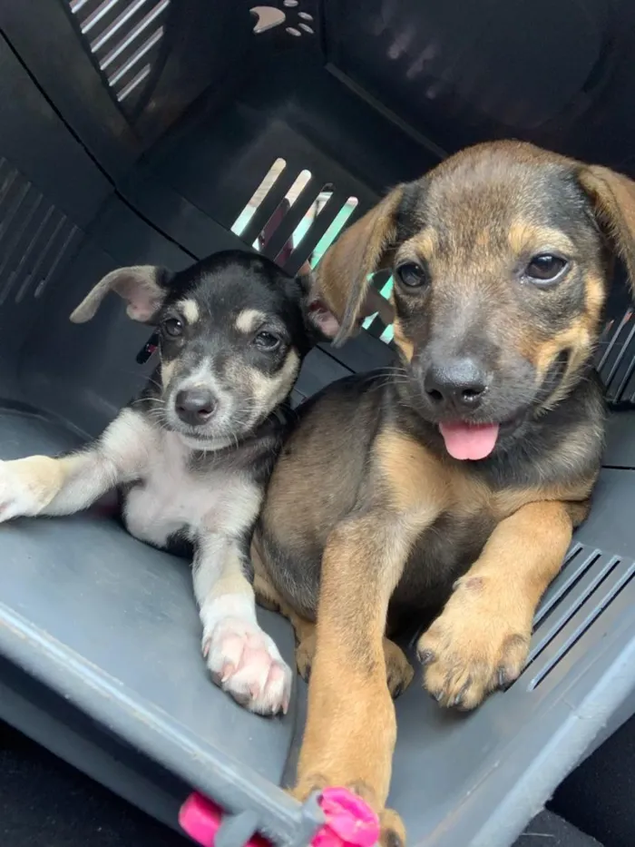 Cachorro raça SRD-ViraLata idade 2 a 6 meses nome Sofia e Laura