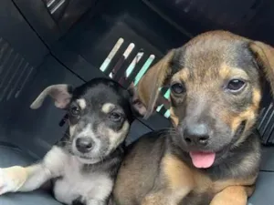 Cachorro raça SRD-ViraLata idade 2 a 6 meses nome Sofia e Laura