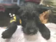 Tobias 