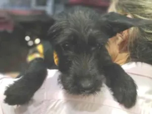 Cachorro raça SRD-ViraLata idade 2 a 6 meses nome Tobias 