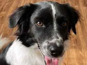 Cachorro raça SRD-ViraLata idade 1 ano nome Kenobi