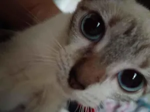 Gato raça SRD-ViraLata idade 2 a 6 meses nome Marie