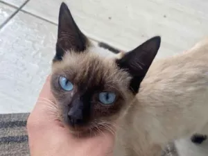 Gato raça Siamês idade 2 a 6 meses nome Nao sabemos 