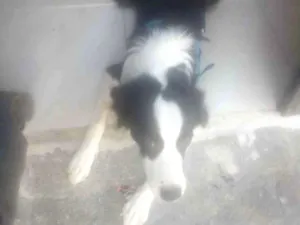 Cachorro raça SRD-ViraLata idade 7 a 11 meses nome Duque