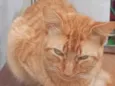 Léo