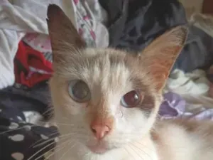 Gato raça SRD-ViraLata idade 1 ano nome Pompom