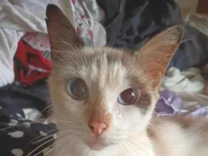 Gato raça SRD-ViraLata idade 1 ano nome Pompom