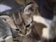 Gatos filhotes