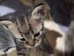 Gato raça SRD-ViraLata idade Abaixo de 2 meses nome Gatos filhotes