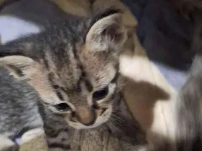 Gato raça SRD-ViraLata idade Abaixo de 2 meses nome Gatos filhotes
