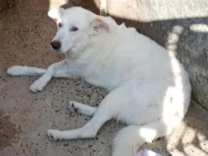 Cachorro raça SRD-ViraLata idade 6 ou mais anos nome Paçoca