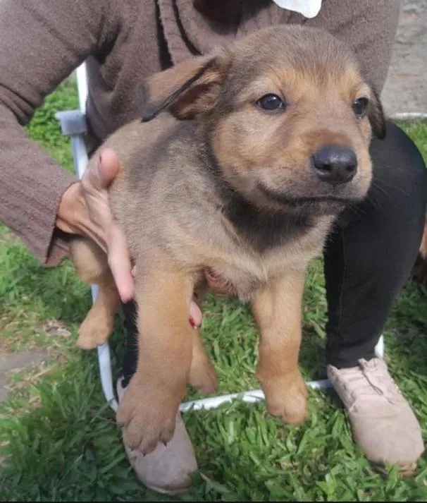 Cachorro raça SRD-ViraLata idade Abaixo de 2 meses nome Leonardo