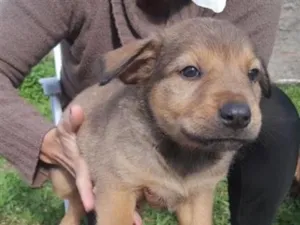 Cachorro raça SRD-ViraLata idade Abaixo de 2 meses nome Leonardo