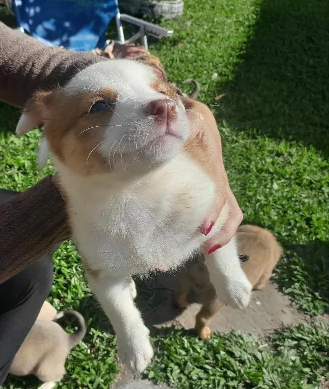 Cachorro raça SRD-ViraLata idade Abaixo de 2 meses nome Caramelo