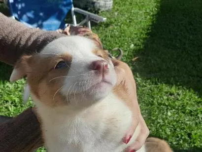 Cachorro raça SRD-ViraLata idade Abaixo de 2 meses nome Caramelo
