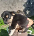 pretinha