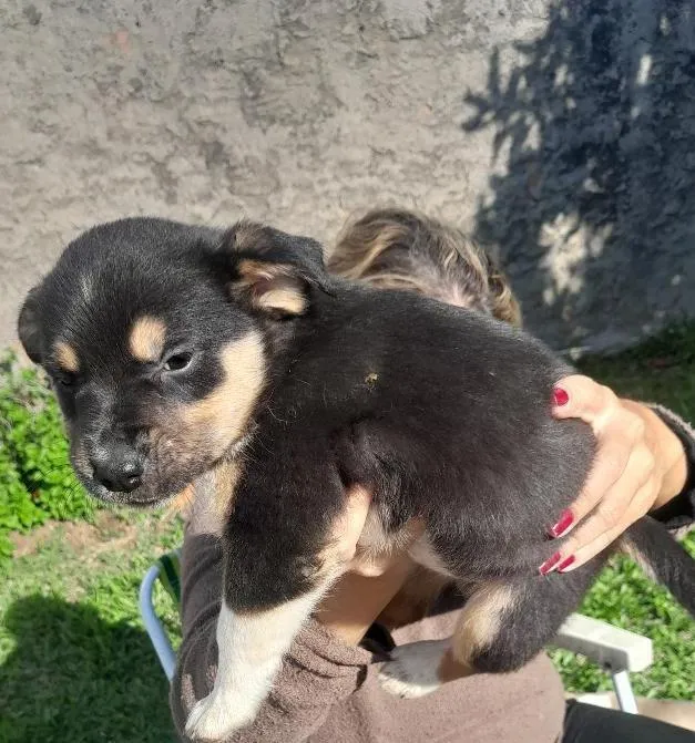 Cachorro raça SRD-ViraLata idade Abaixo de 2 meses nome pretinha