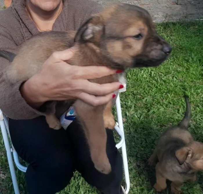 Cachorro raça SRD-ViraLata idade Abaixo de 2 meses nome Thorzinho
