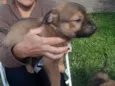 Thorzinho