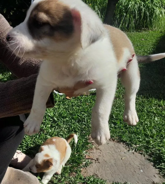 Cachorro raça SRD-ViraLata idade Abaixo de 2 meses nome Linda