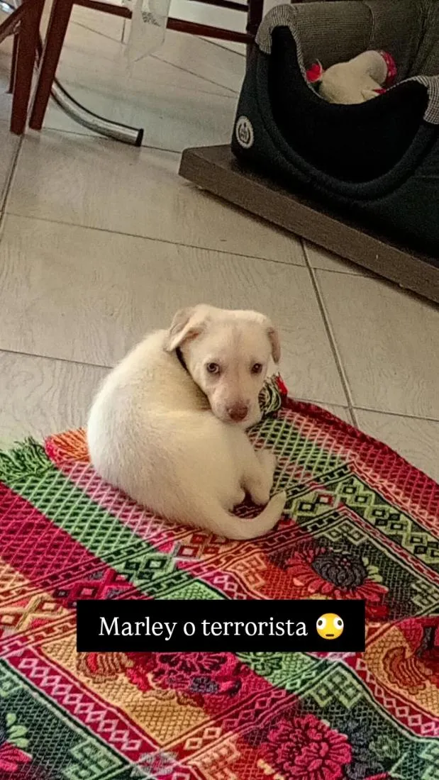 Cachorro raça SRD-ViraLata idade 2 a 6 meses nome Marley