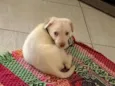 Marley