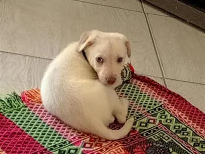 Cachorro raça SRD-ViraLata idade 2 a 6 meses nome Marley