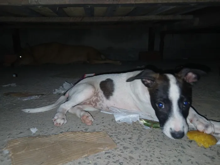 Cachorro raça SRD-ViraLata idade 2 a 6 meses nome Sem nome