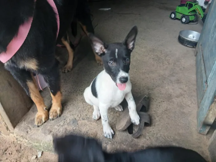 Cachorro raça SRD-ViraLata idade 2 a 6 meses nome Sem nome