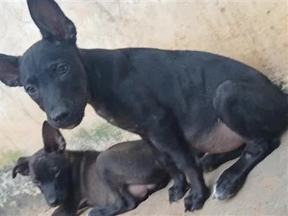 Cachorro raça SRD-ViraLata idade 2 a 6 meses nome Sem nome