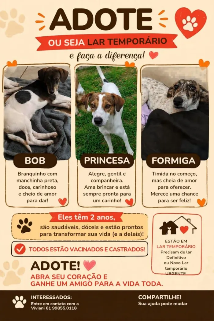 Cachorro raça SRD-ViraLata idade 2 anos nome Bob