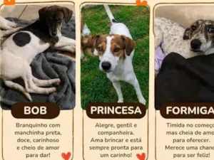 Cachorro raça SRD-ViraLata idade 2 anos nome Bob