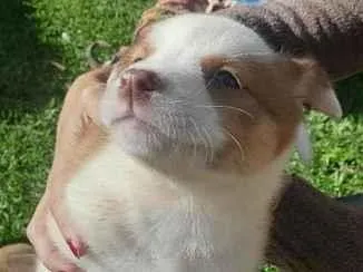Cachorro raça SRD-ViraLata idade Abaixo de 2 meses nome Caramelo