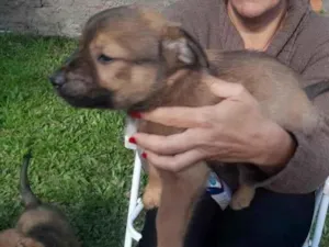 Cachorro raça SRD-ViraLata idade Abaixo de 2 meses nome Thorzinho
