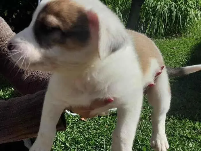 Cachorro raça SRD-ViraLata idade Abaixo de 2 meses nome Linda