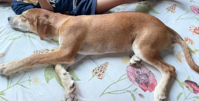 Cachorro raça SRD-ViraLata idade 1 ano nome Thor