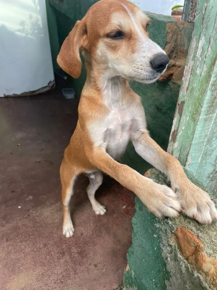 Cachorro raça SRD-ViraLata idade 1 ano nome Thor